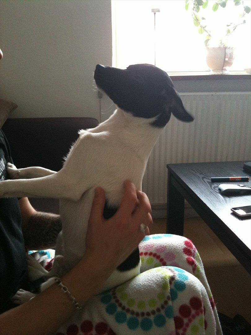 Dansk svensk gaardhund Buster (d. 2.) billede 3