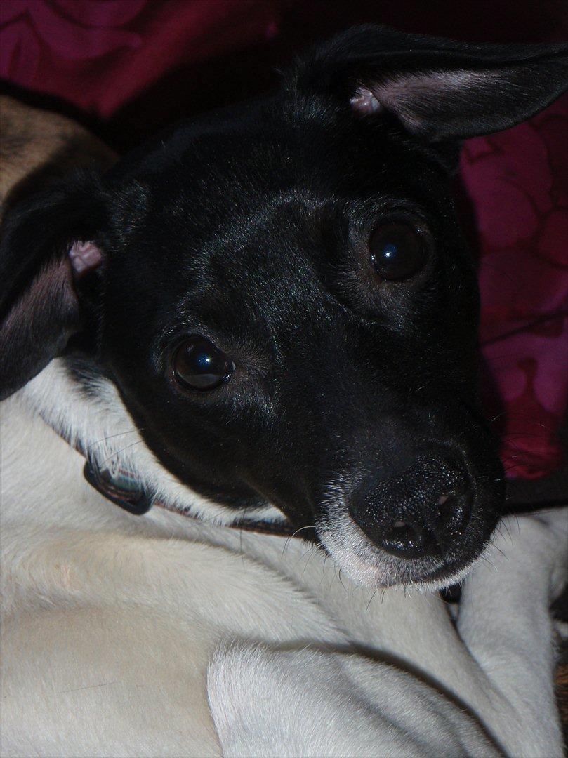 Dansk svensk gaardhund Buster (d. 2.) billede 4