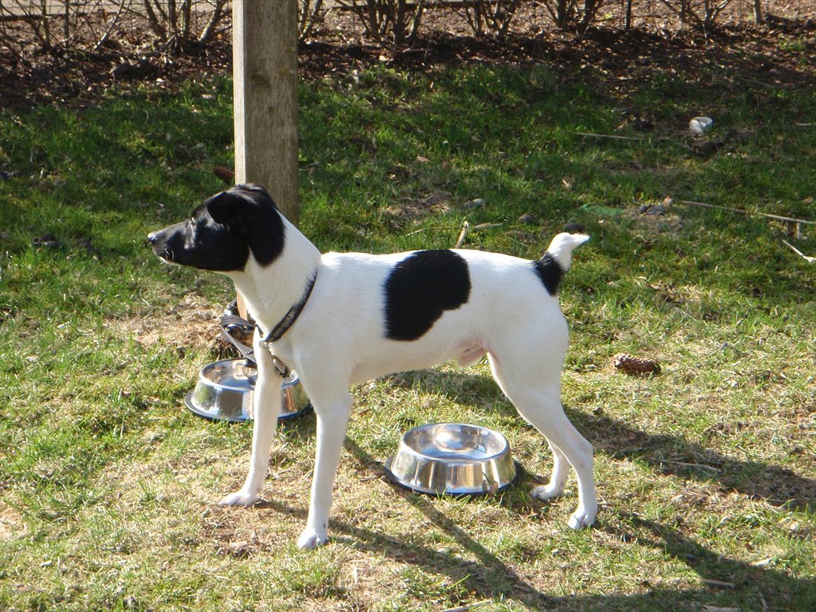 Dansk svensk gaardhund Buster (d. 2.) billede 5