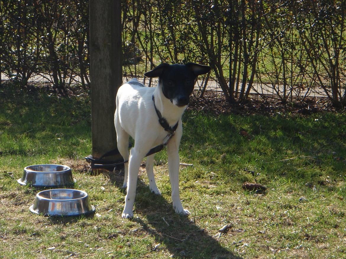 Dansk svensk gaardhund Buster (d. 2.) billede 6