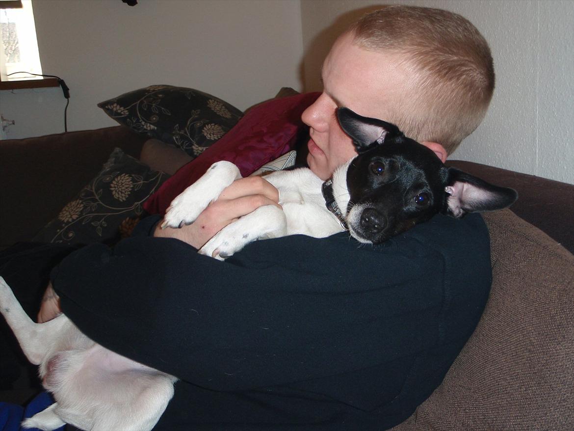 Dansk svensk gaardhund Buster (d. 2.) billede 7