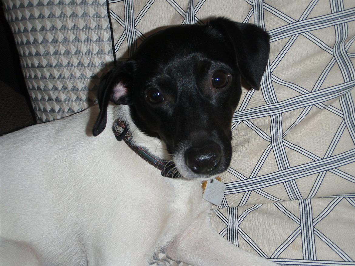 Dansk svensk gaardhund Buster (d. 2.) billede 8