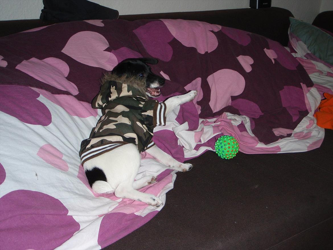 Dansk svensk gaardhund Buster (d. 2.) billede 9