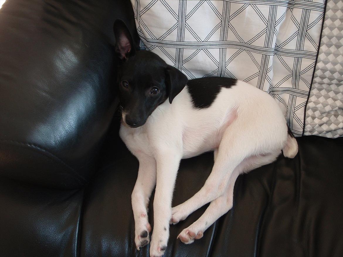 Dansk svensk gaardhund Buster (d. 2.) billede 10