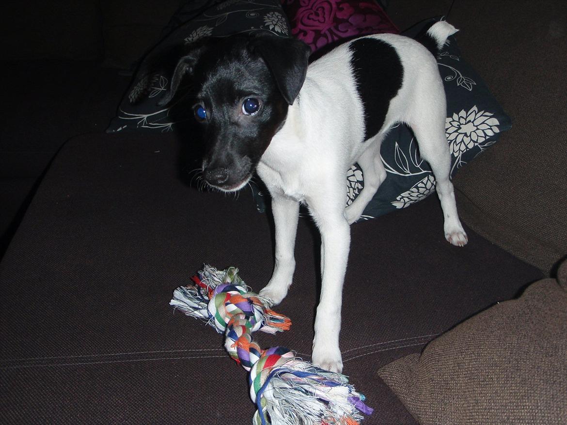 Dansk svensk gaardhund Buster (d. 2.) billede 11