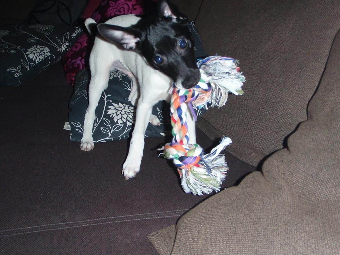 Dansk svensk gaardhund Buster (d. 2.) billede 12