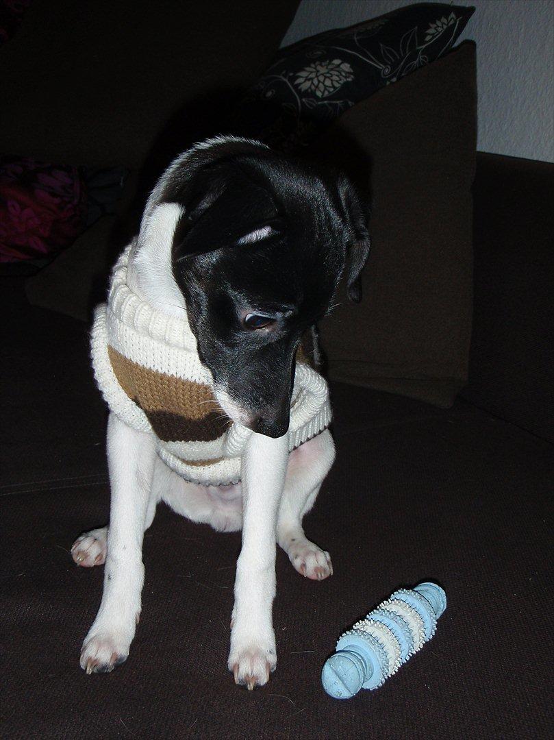 Dansk svensk gaardhund Buster (d. 2.) billede 13