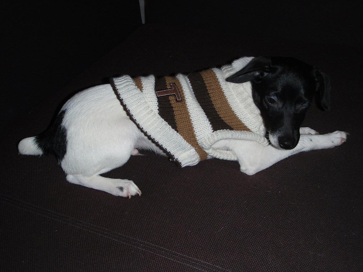 Dansk svensk gaardhund Buster (d. 2.) billede 14