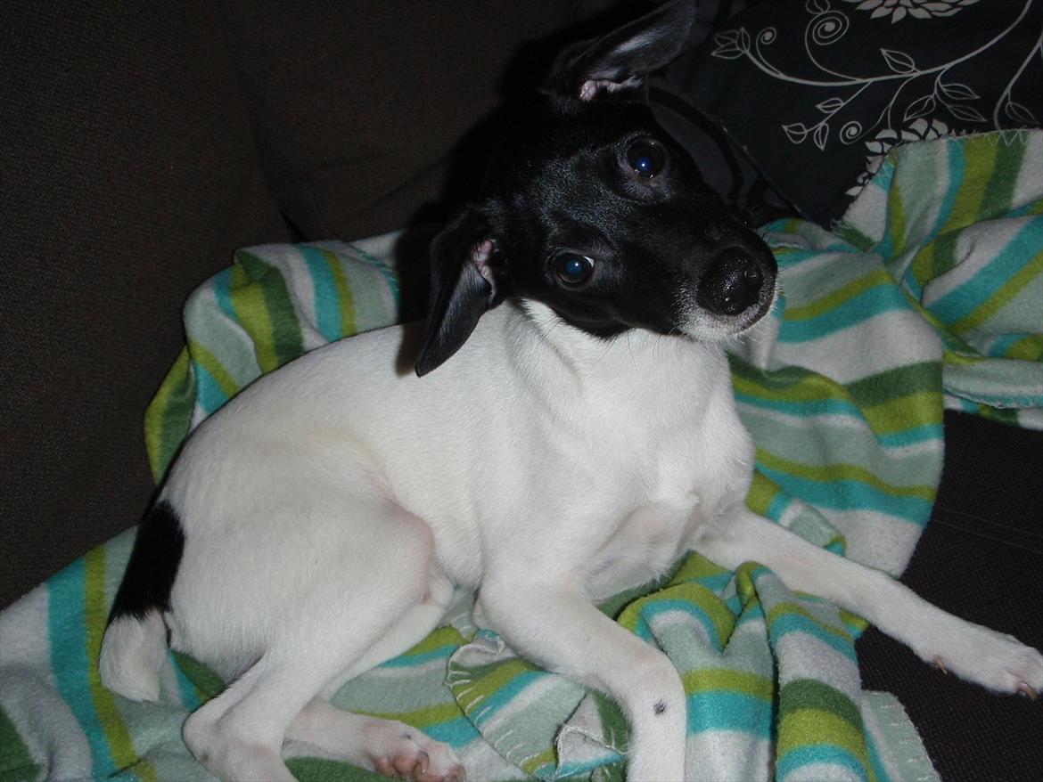 Dansk svensk gaardhund Buster (d. 2.) billede 15