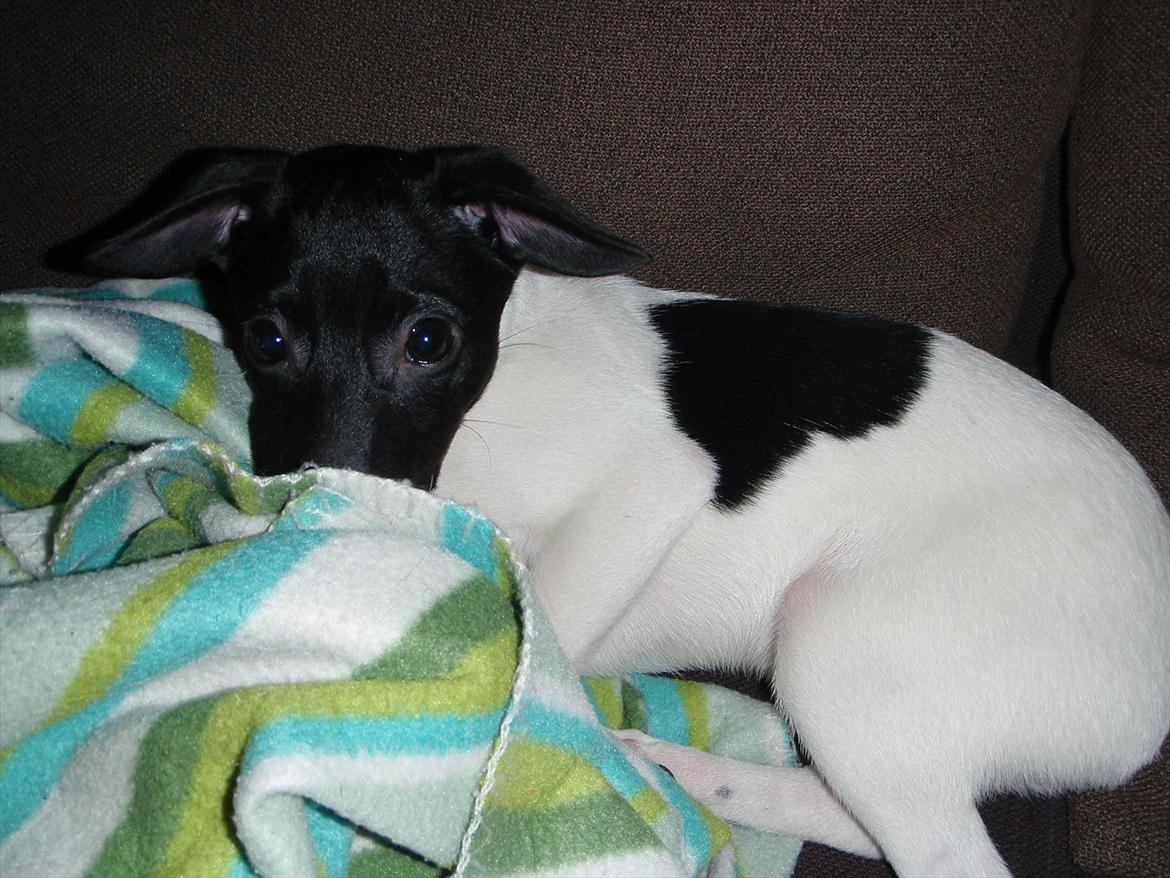 Dansk svensk gaardhund Buster (d. 2.) billede 16