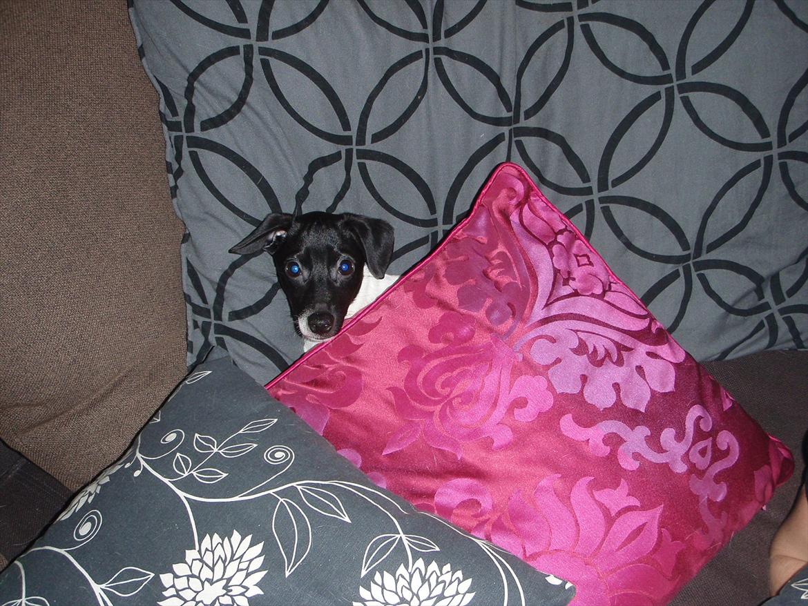 Dansk svensk gaardhund Buster (d. 2.) billede 17