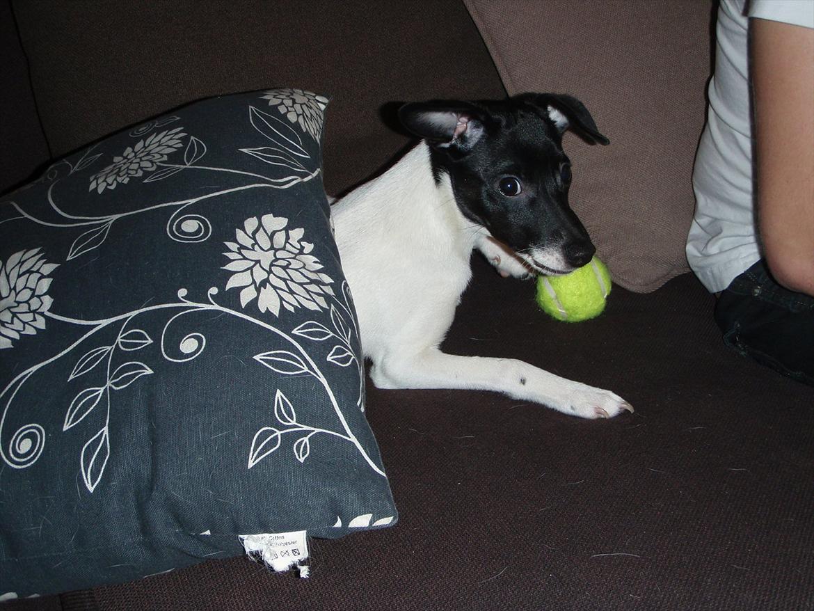 Dansk svensk gaardhund Buster (d. 2.) billede 18