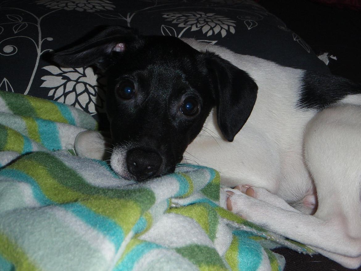 Dansk svensk gaardhund Buster (d. 2.) billede 19