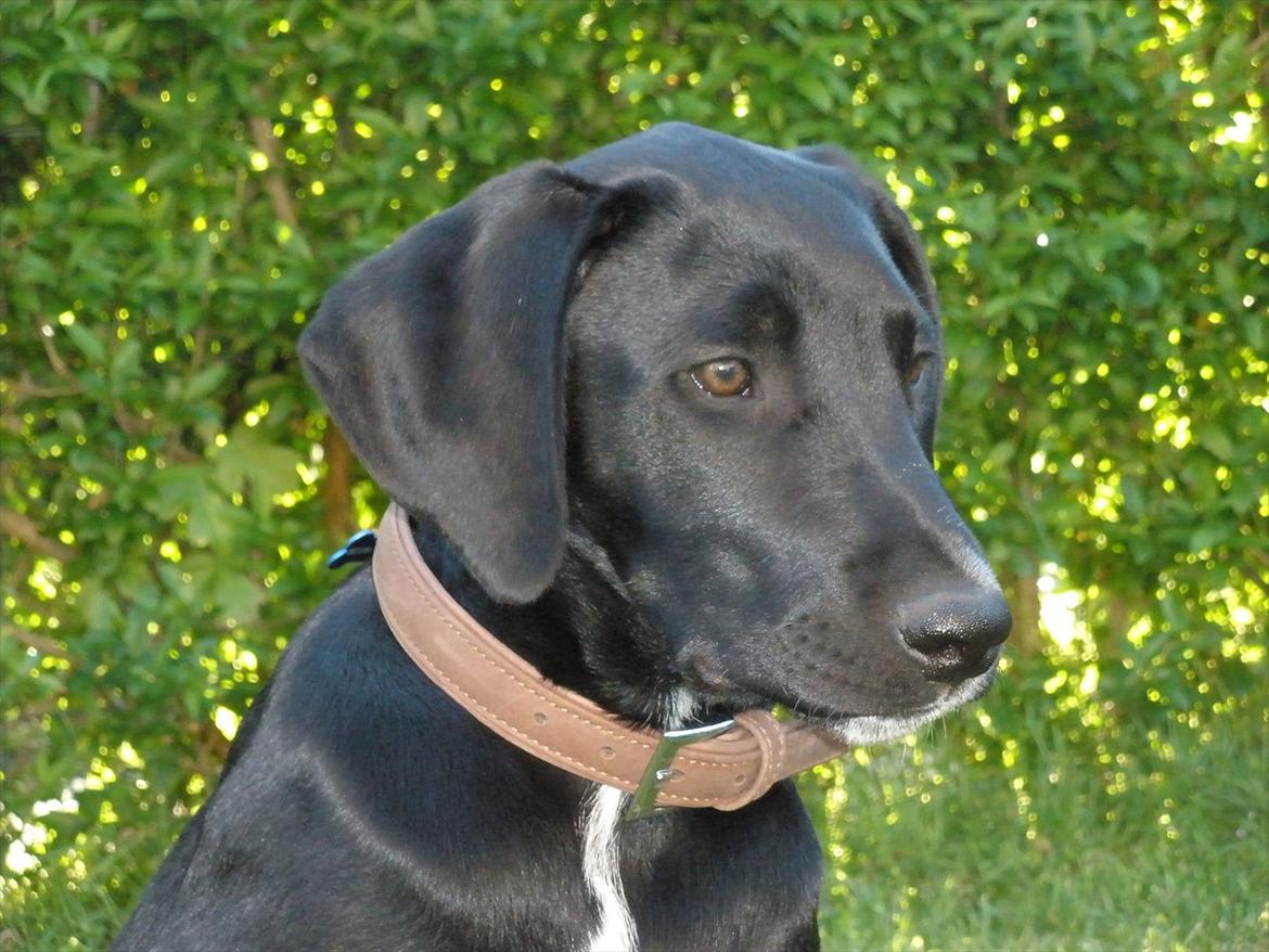 Blanding af racer Vaks billede 1