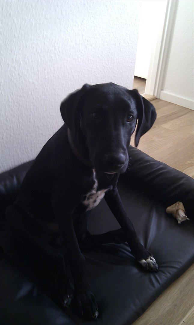 Blanding af racer Vaks billede 2