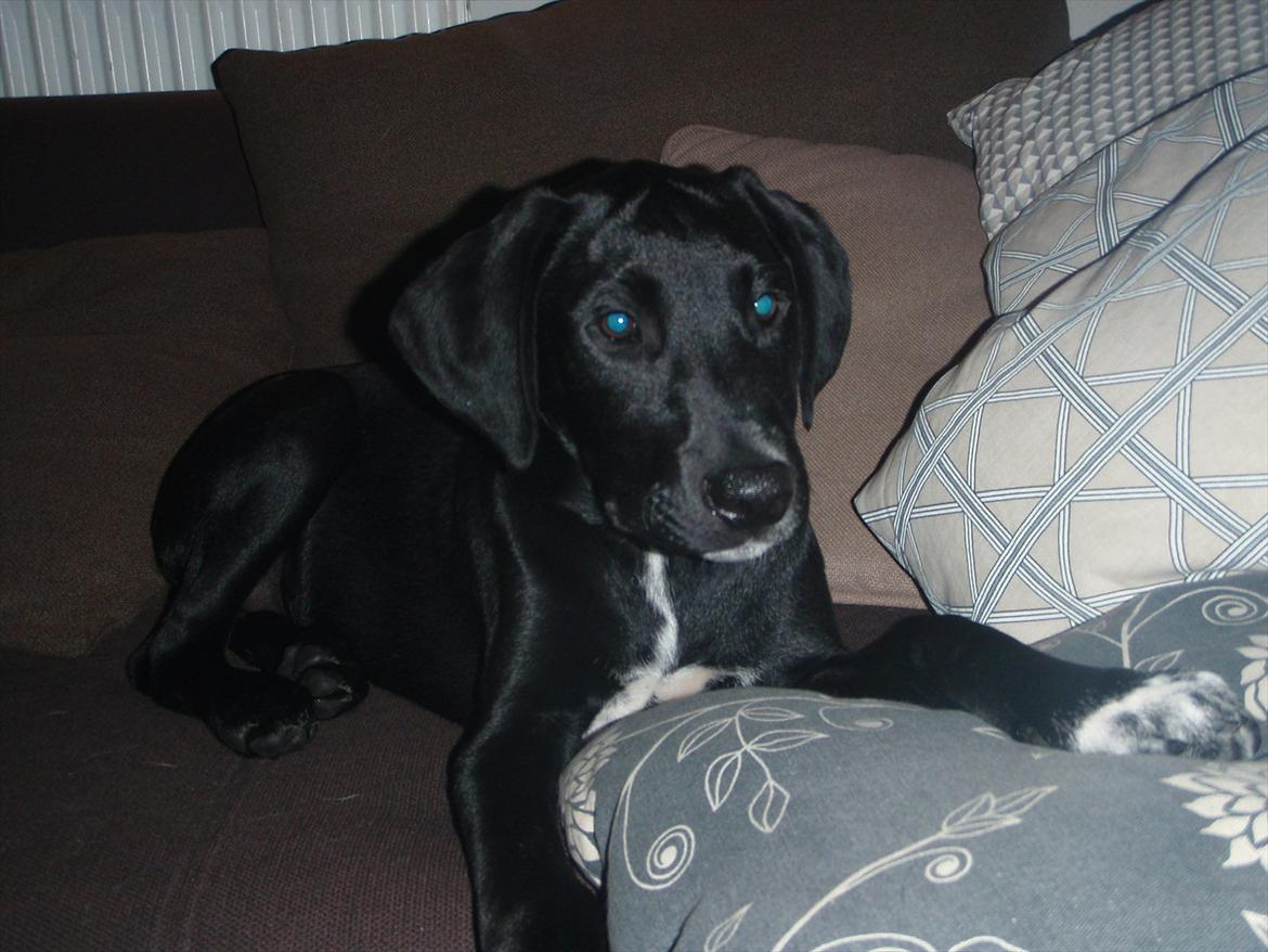 Blanding af racer Vaks billede 3