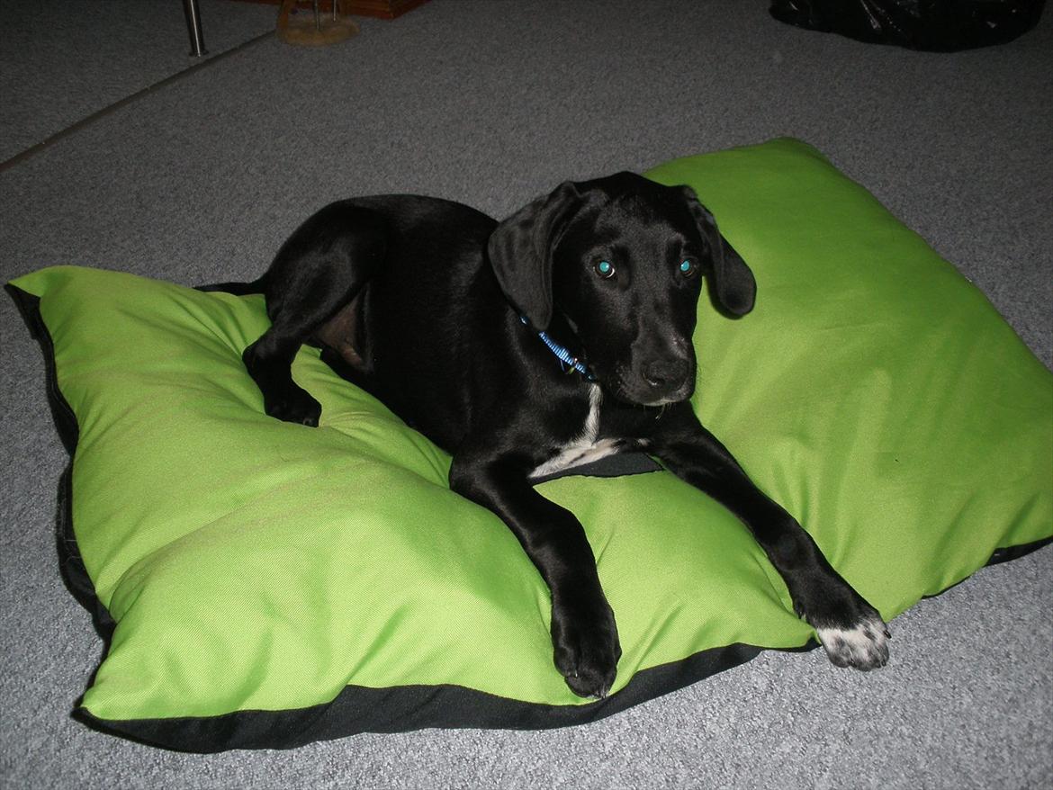 Blanding af racer Vaks billede 4