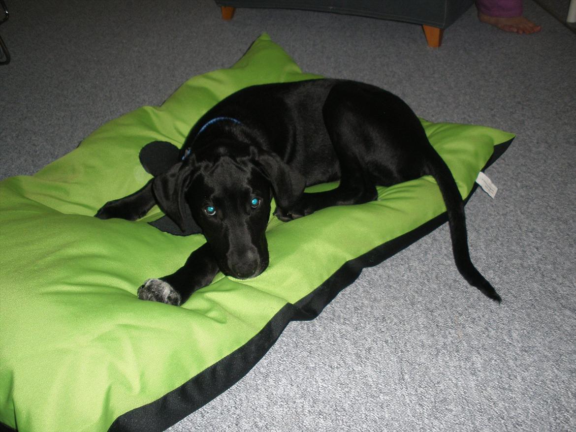 Blanding af racer Vaks billede 5