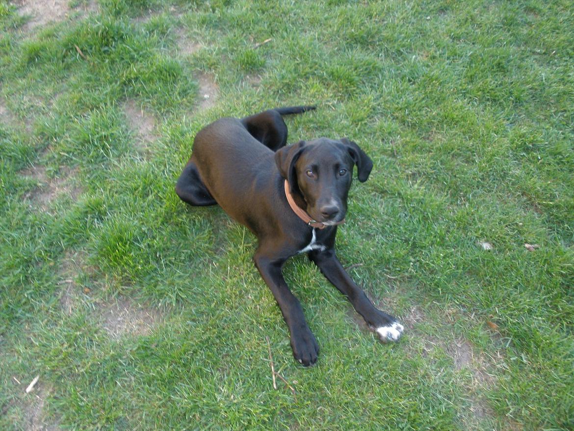 Blanding af racer Vaks billede 7