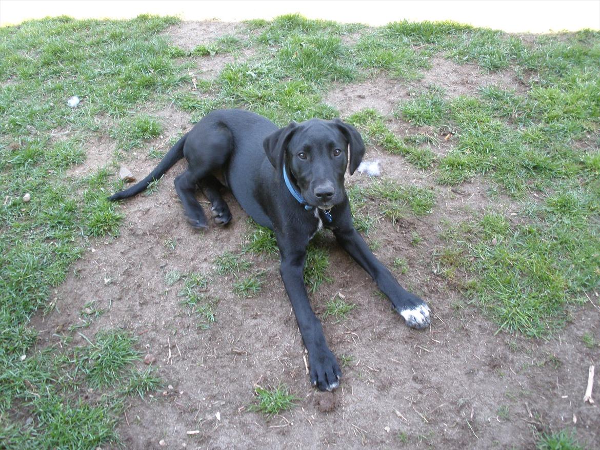 Blanding af racer Vaks billede 8