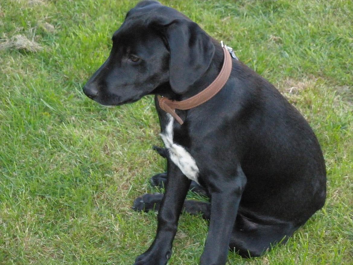 Blanding af racer Vaks billede 9