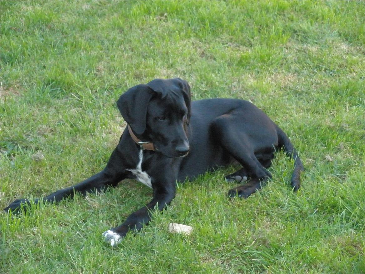 Blanding af racer Vaks billede 10