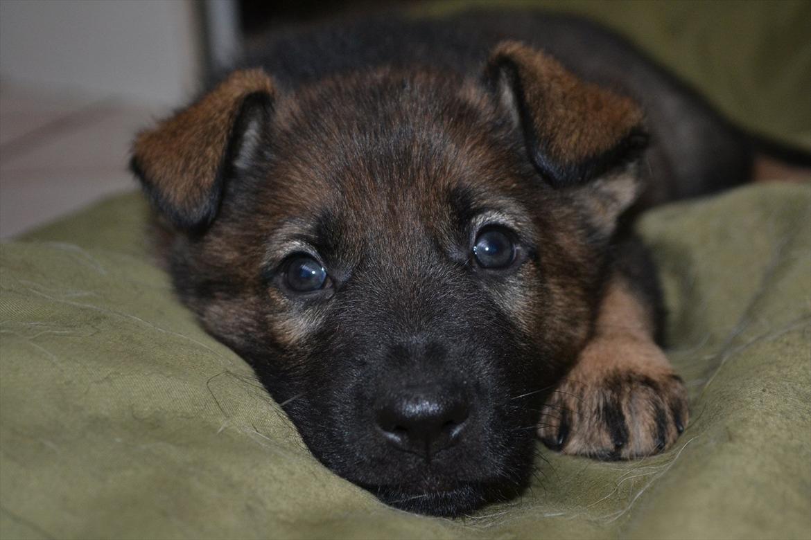 Schæferhund Klintemarkens Eva - Eva 4 ½ uge billede 1