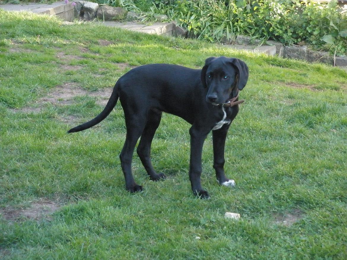 Blanding af racer Vaks billede 11