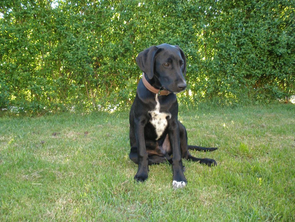 Blanding af racer Vaks billede 12