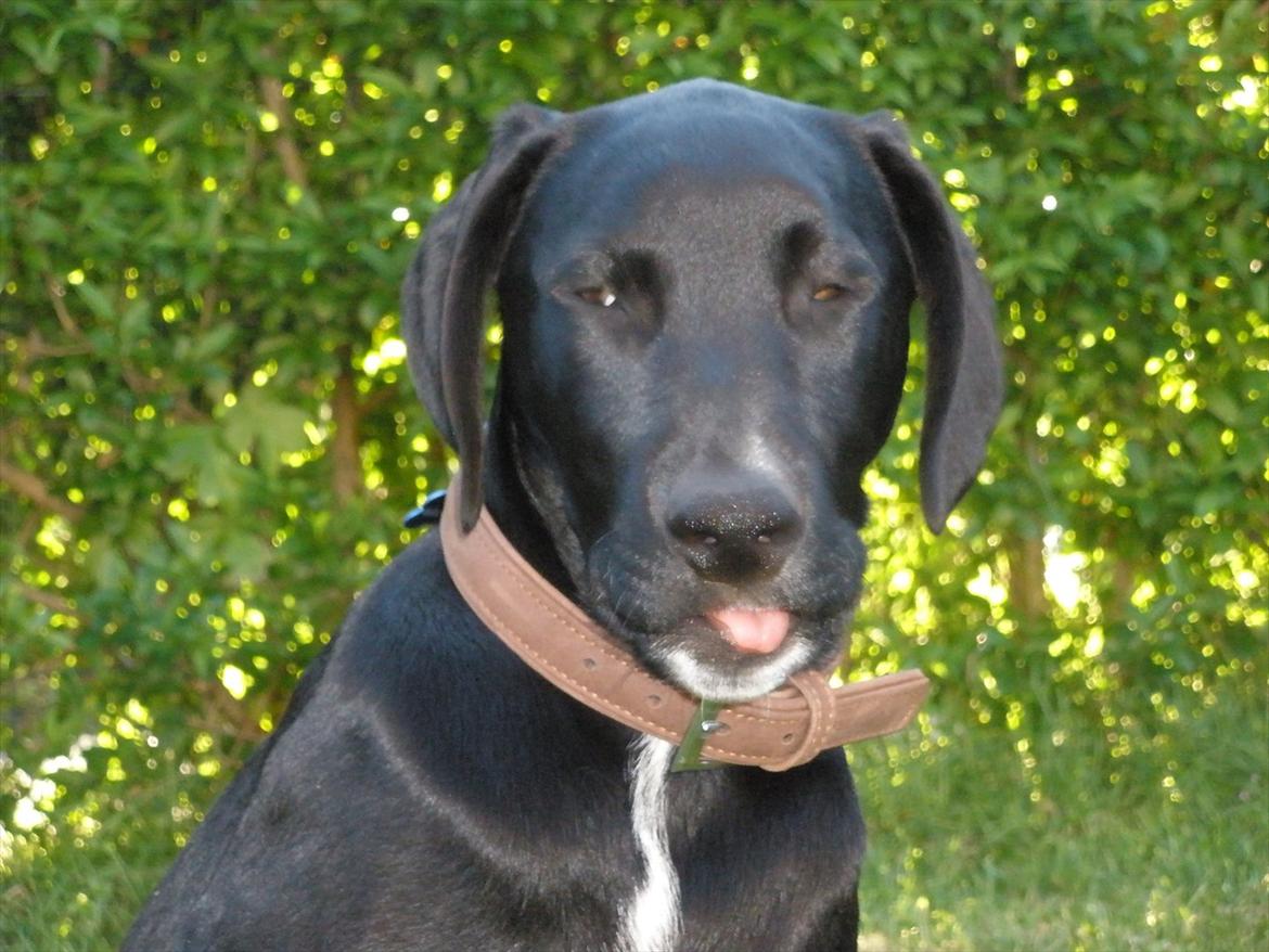 Blanding af racer Vaks billede 13