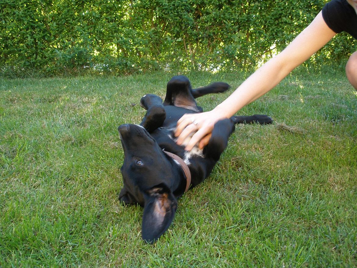 Blanding af racer Vaks billede 14