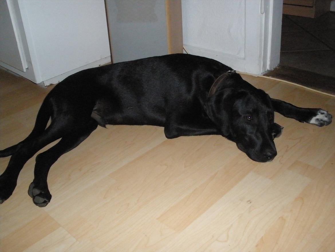 Blanding af racer Vaks billede 15