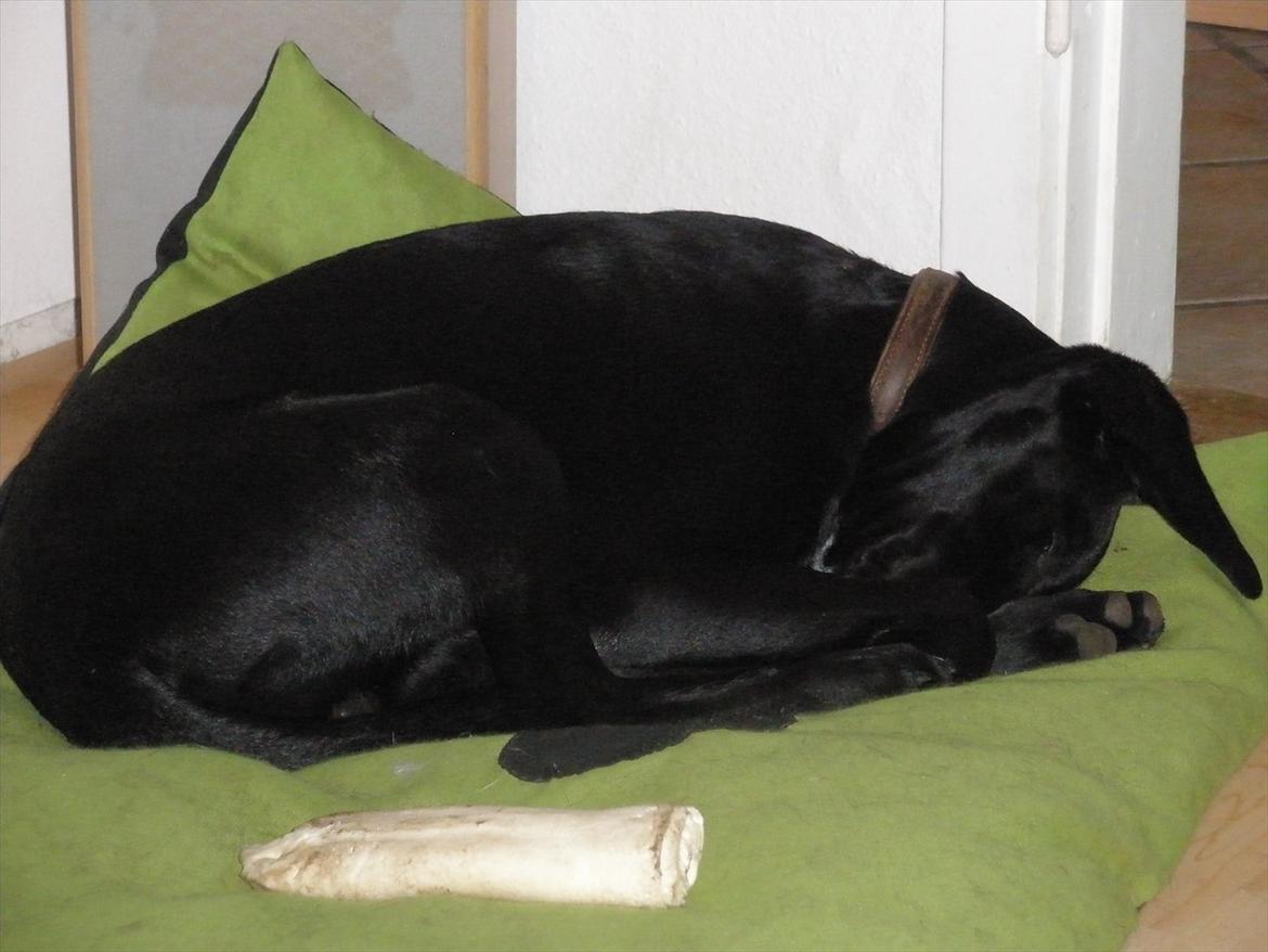 Blanding af racer Vaks billede 16