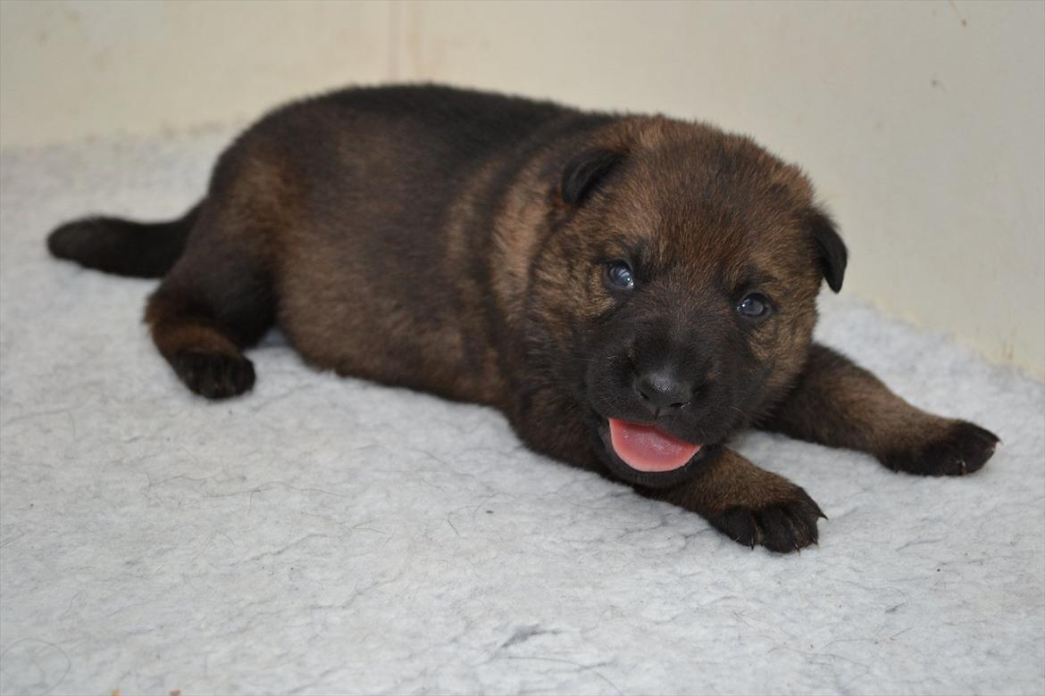 Schæferhund Klintemarkens Eva - Eva 03.10.2011 billede 2