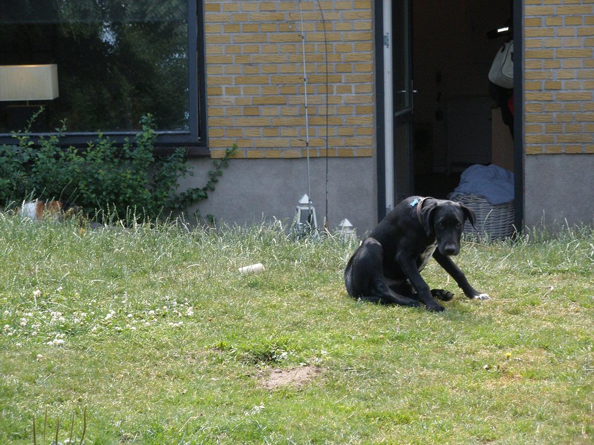 Blanding af racer Vaks billede 17