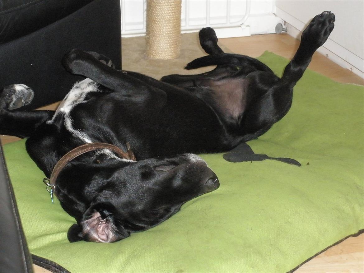 Blanding af racer Vaks billede 18