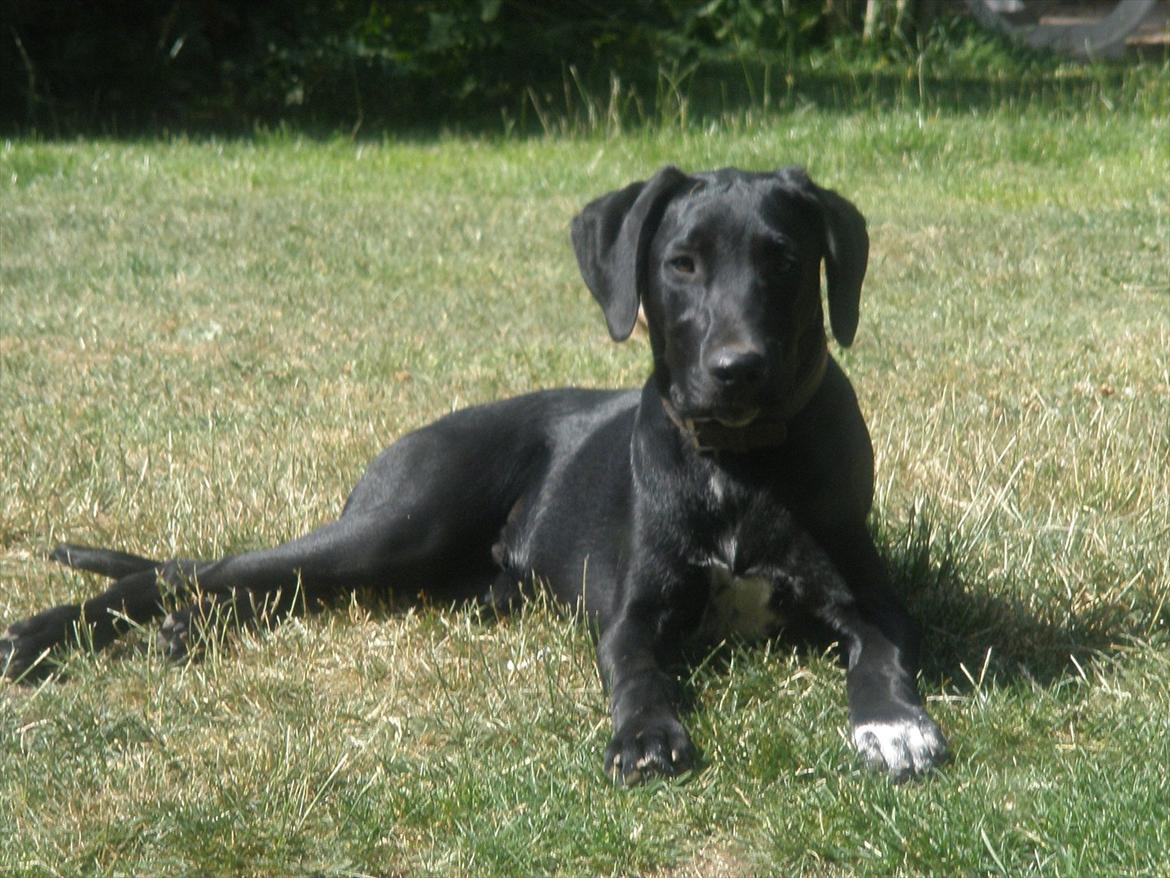 Blanding af racer Vaks billede 19