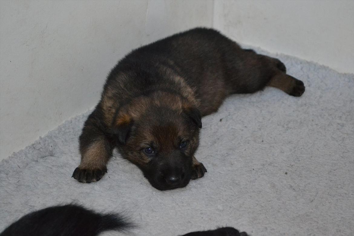 Schæferhund Klintemarkens Eva - Eva 07.10.2011 billede 3