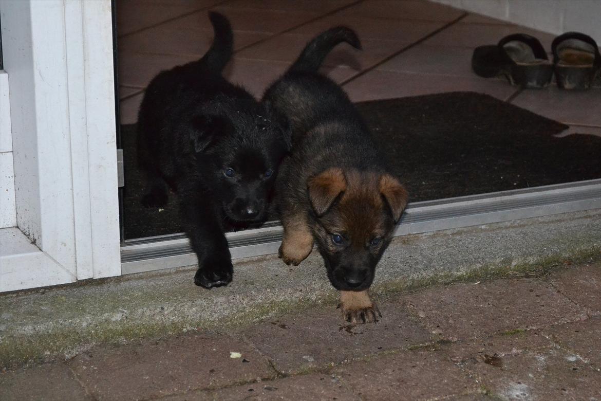 Schæferhund Klintemarkens Eva - 17.10.2011 På vej i haven sammen med søster Esther billede 4