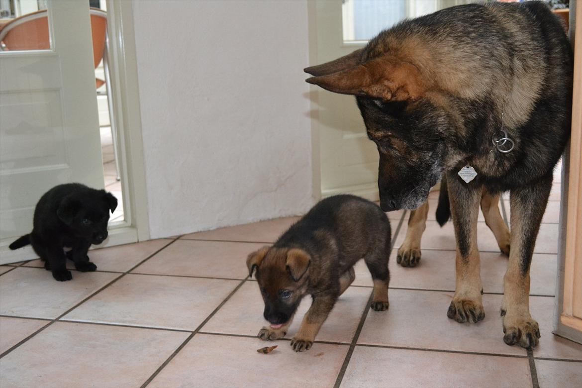 Schæferhund Klintemarkens Eva - Jeg spiser guf mens far kikker billede 5