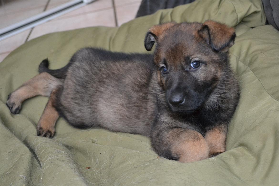Schæferhund Klintemarkens Eva billede 6