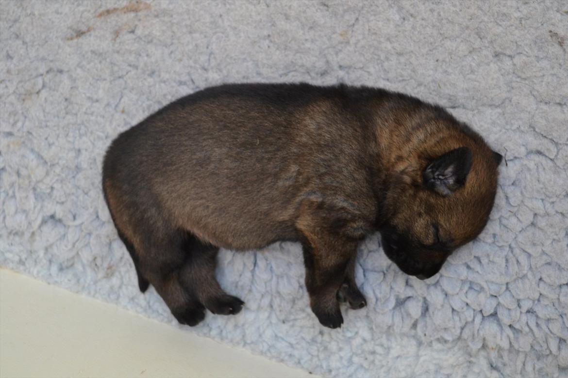 Schæferhund Klintemarkens Eva - 29.09.2011 billede 7