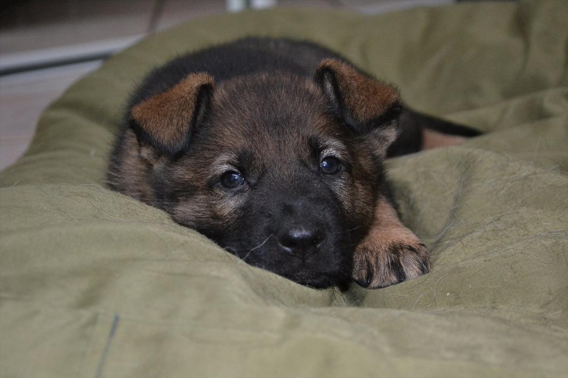 Schæferhund Klintemarkens Eva billede 8
