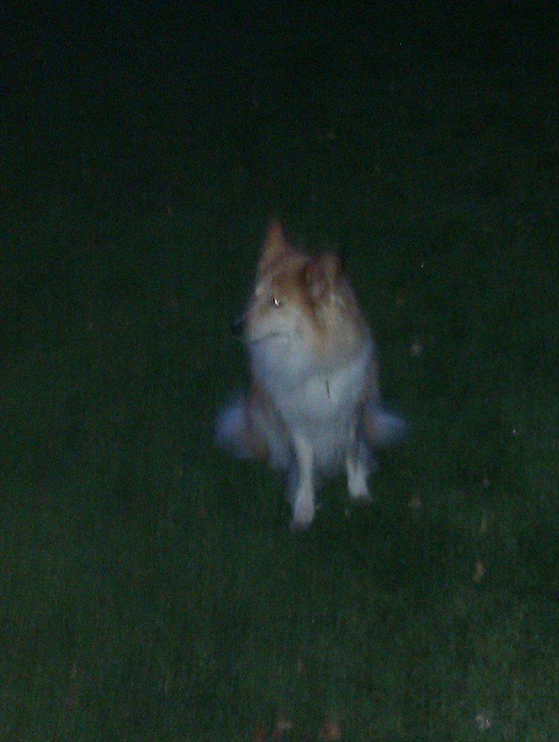 Blanding af racer daiasy billede 5