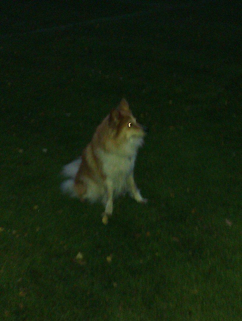 Blanding af racer daiasy billede 6