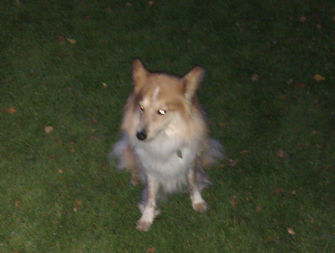 Blanding af racer daiasy billede 7