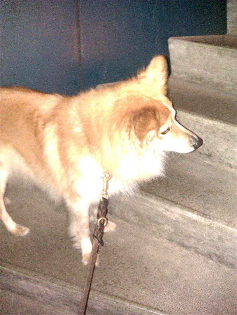 Blanding af racer daiasy billede 8