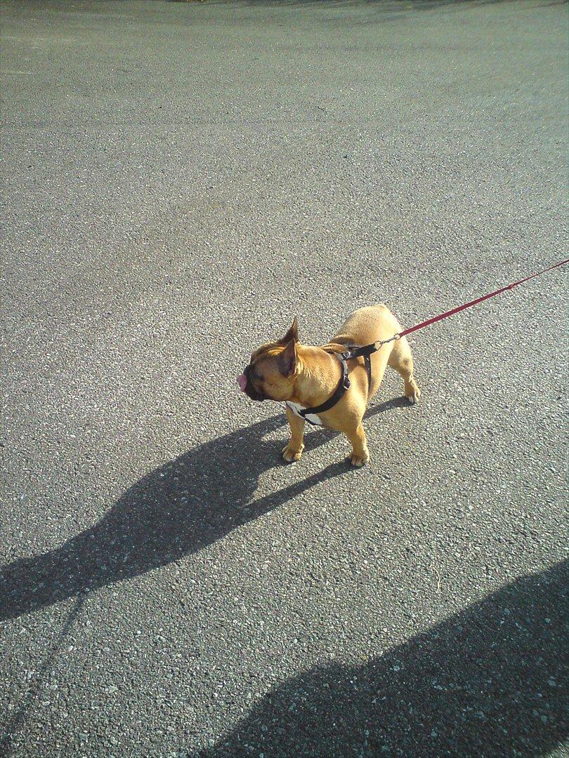 Fransk bulldog Sisse billede 5