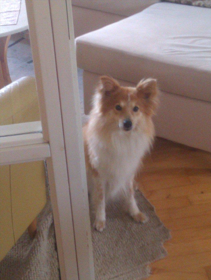 Blanding af racer daiasy billede 9