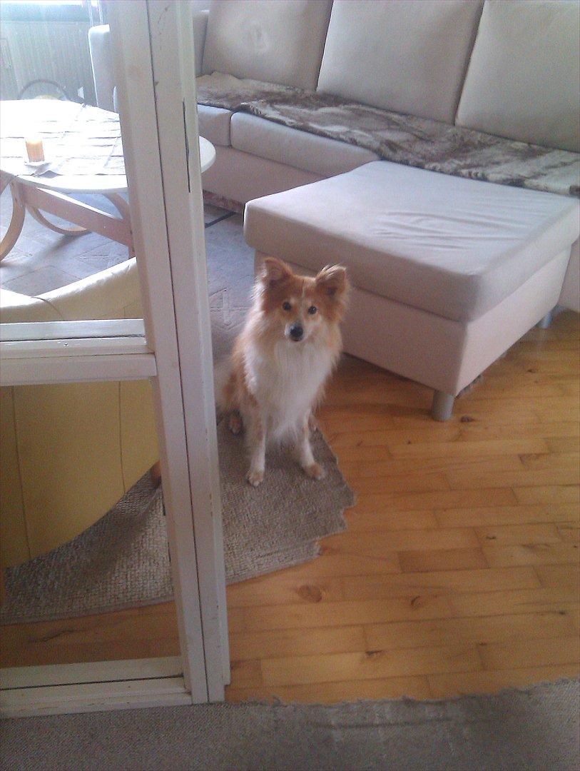 Blanding af racer daiasy billede 10